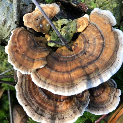 Pan India Turkey Tail Mushroom, 15%, Packaging Type: Loose