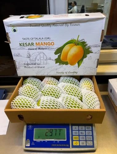 Export Quality Kesar Mango