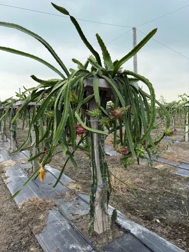 Square Dragon Fruit Rcc Pole With Frame