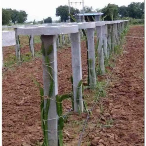 RCC Dragon Fruit Pole