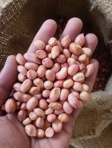 Groundnut Seeds / Gejje