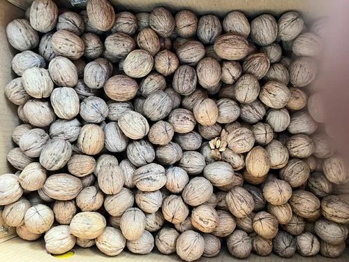 Kashmiri Walnut