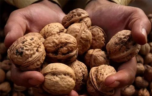 Black Walnut, Whole, Packaging Size: 15 KG Plastic Bag