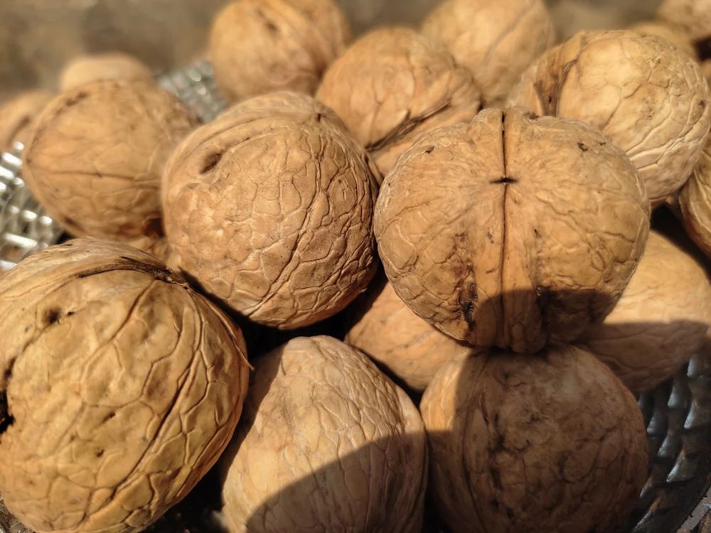 Walnut