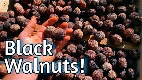 Black Walnut .