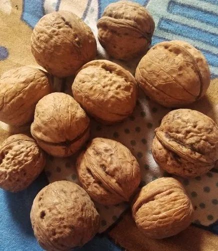 Walnut