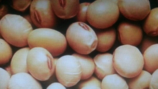 Soybean Nuts