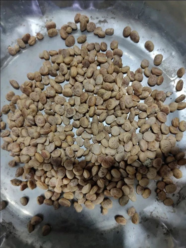 Soy Nuts