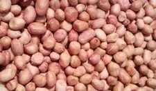 Peanut, Packaging Type: Sacks, Packaging Size: 50 Kgs