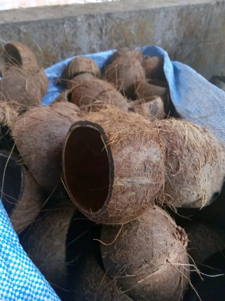 Coconut peel