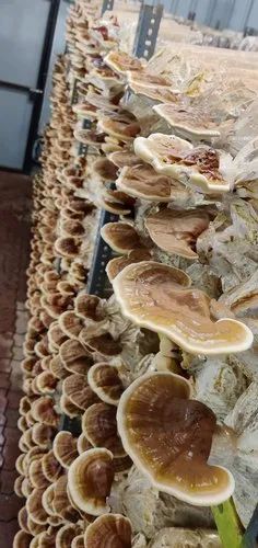A Grade Red Fresh Ganoderma Lucidum Reishi Mushroom, Carton, 5 kg