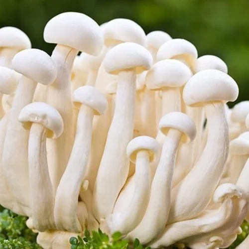 A Grade Fresh Organic Mushroom