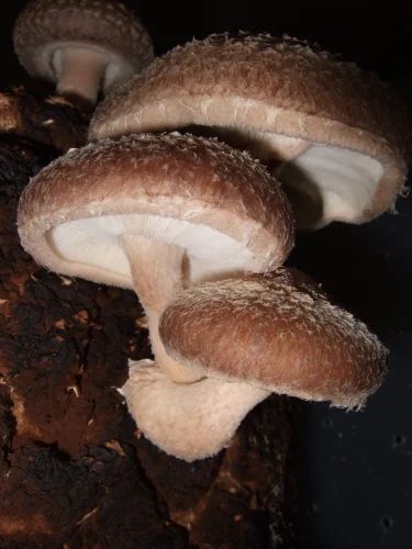 Organic Shitake Mushroom, 2.2g, Packaging Type: Loose