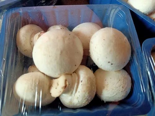 500 Gram Button Mashroom