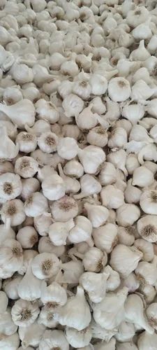 AAA Organic Garlic