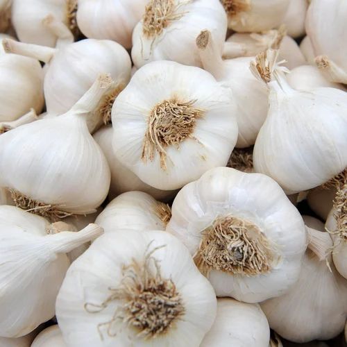 A Plus Grade Fresh Garlic
