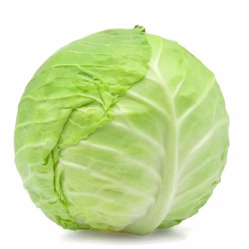 A Grade Organic Green Cabbage