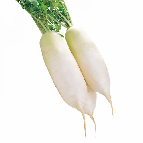 White Organic Radish