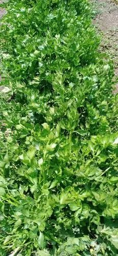 Maharashtra Organic Celery