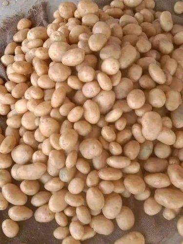 Organic Fresh Potato