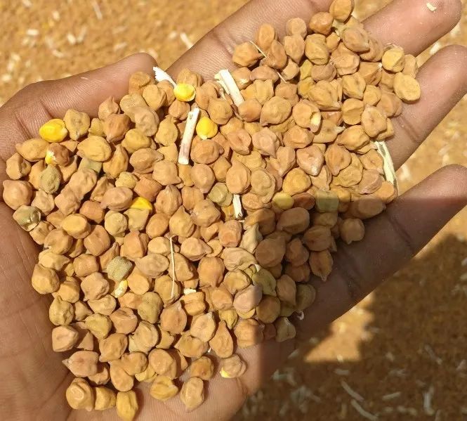 Chana