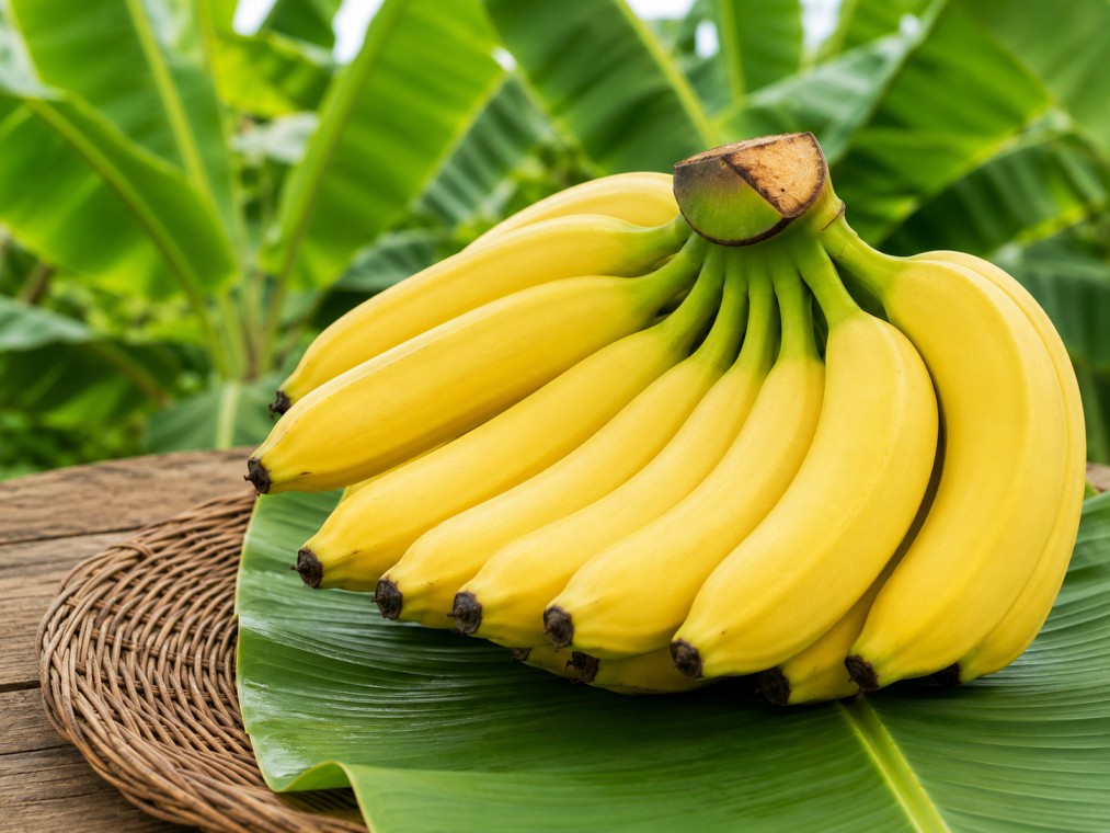 Banana Cavendish