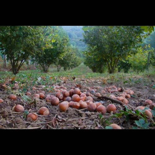 Hazelnut Carrier Oil, Packaging Size: 27KG