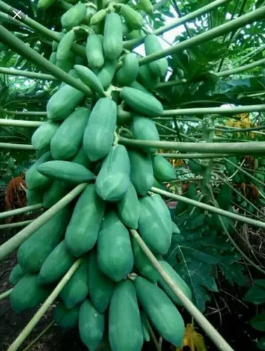 Natural Green Papaya Iceberry Variety, For Fruits, Packaging Type: Packet