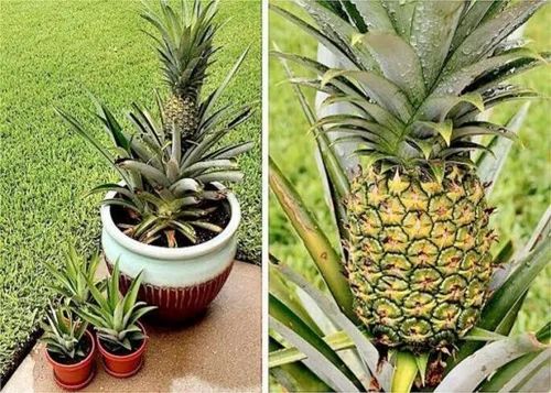 King and queen Pineapple Plant