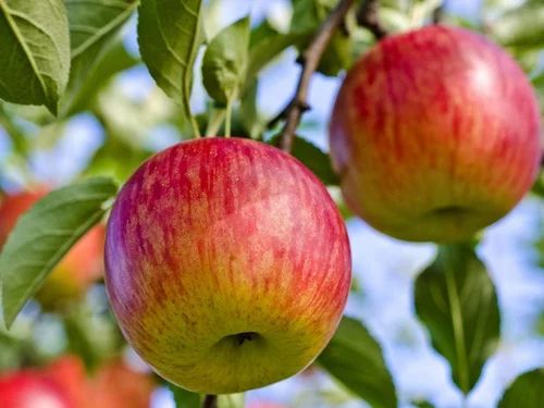 A Grade Fresh Red Fuji Apple