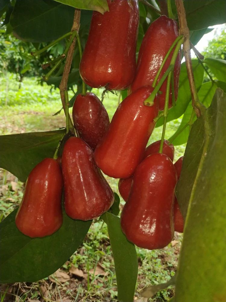Rose Apple