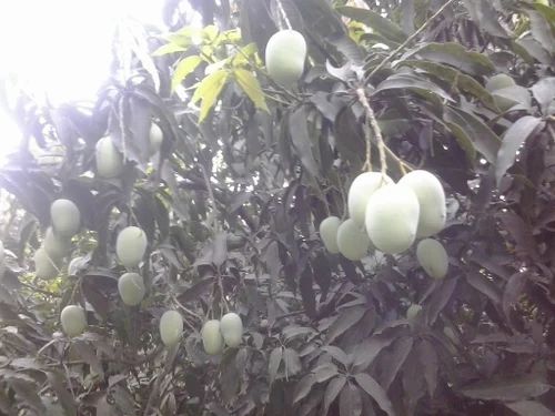 Langra(Banarsi) Mango