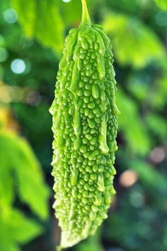 Karela Pulp, Packaging Type: Plastic Barrel
