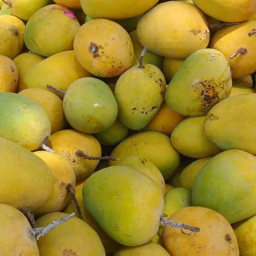 Alphonso Mango Valsadi