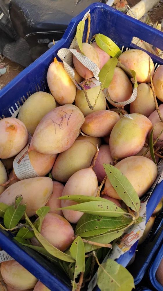 A Grade Totapuri Mango