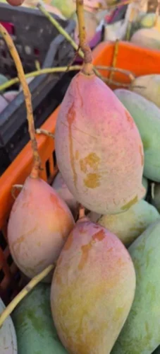 B Grade Totapuri Mango