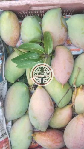 A Grade Raw Totapuri Mangoes for Pickle (Medium Size, Loose Weight)