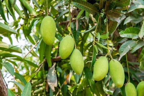 Dashehari Mango