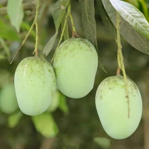 Langra Mango