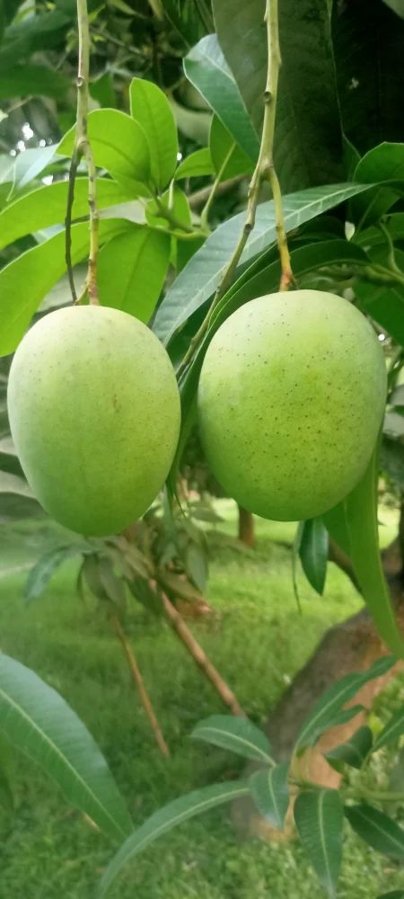 Langra Mango