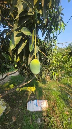 Langra Raw Mango