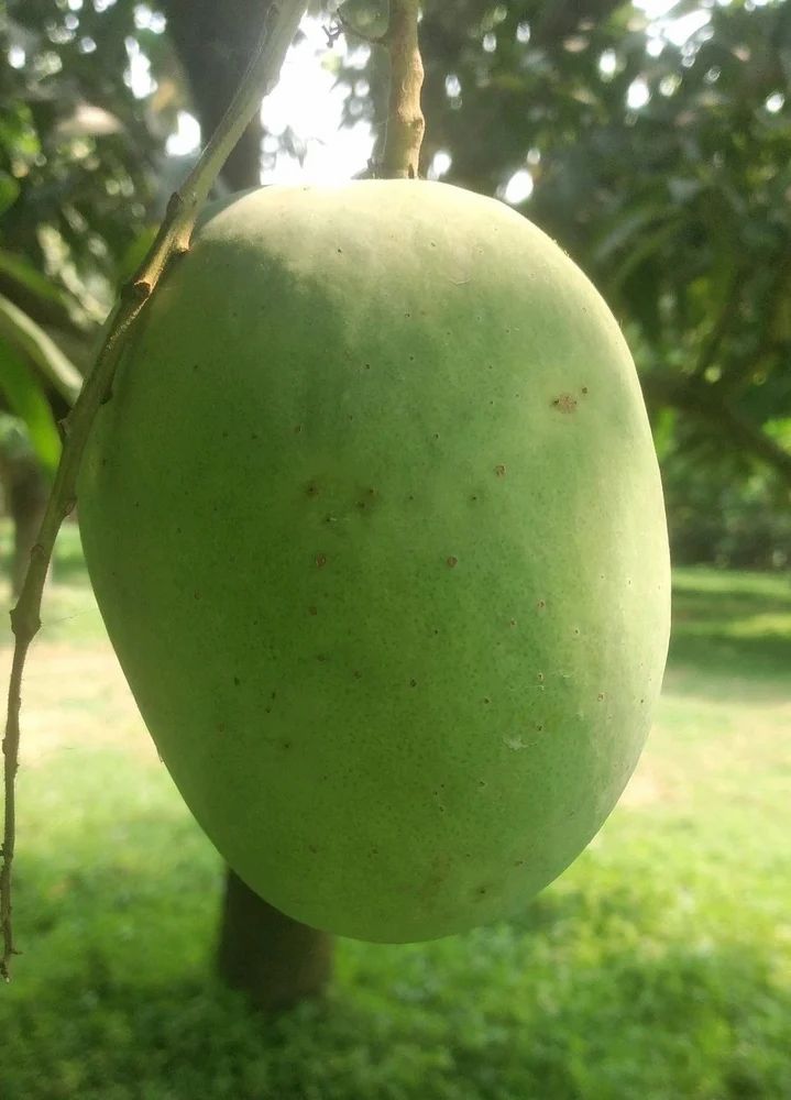 Malda, Langra Mango
