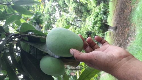 Green A Grade mango langda, Crate