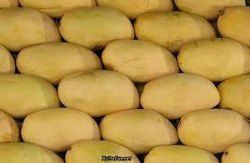 Chaunsa Mangoes