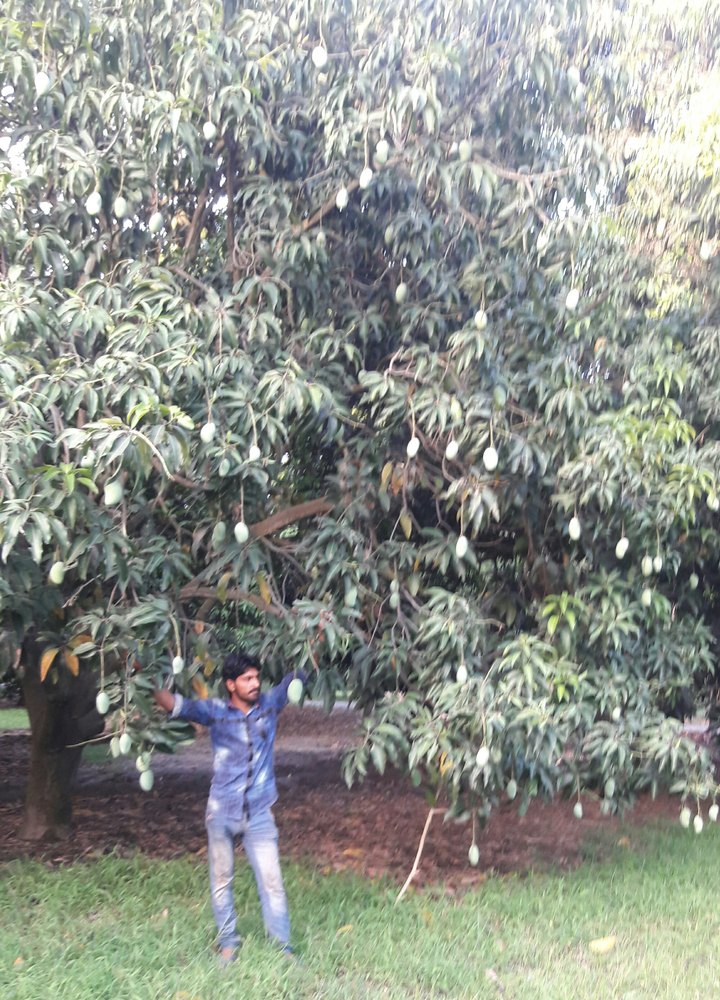 Chaunsa Mango