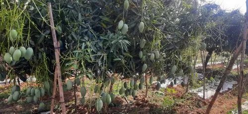 Mallika Mango