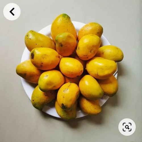Fresh Neelam Mango