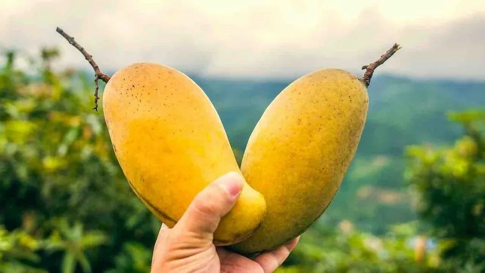Mallika Mango