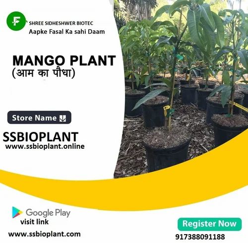 Mango Amrapali Grafted Plants