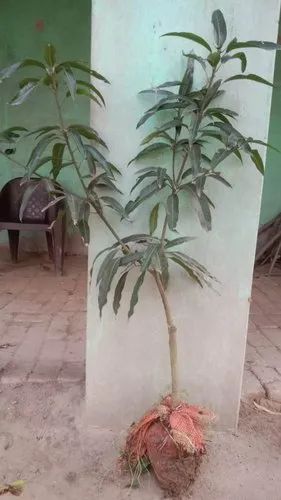 Amrapali Mango Plant